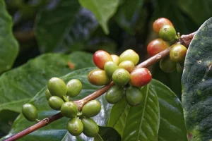 nouveaux-additifs-alimentaires-dutchgum