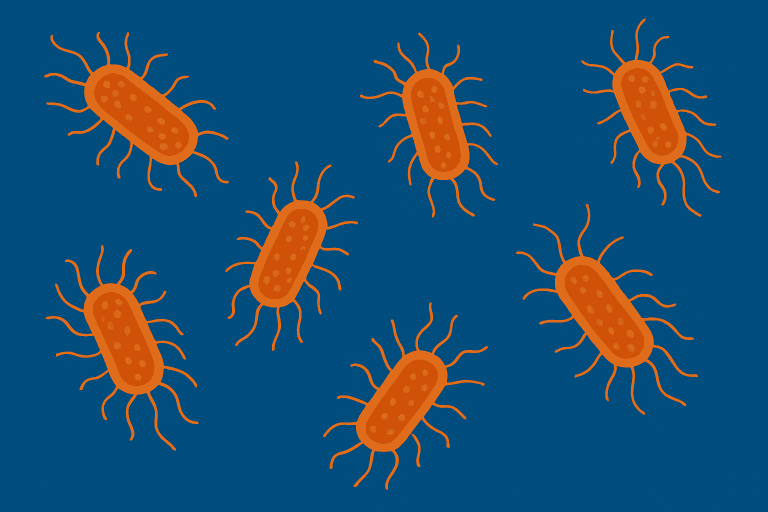 Salmonella spp : risques, rappels récents et prévention